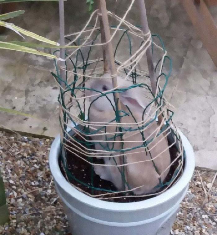 The Idea Was To Keep The Rabbit Out Of The Plant Pot
