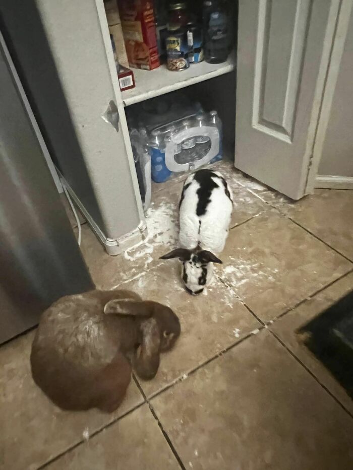 My Bunnies Partied All Night Apparently