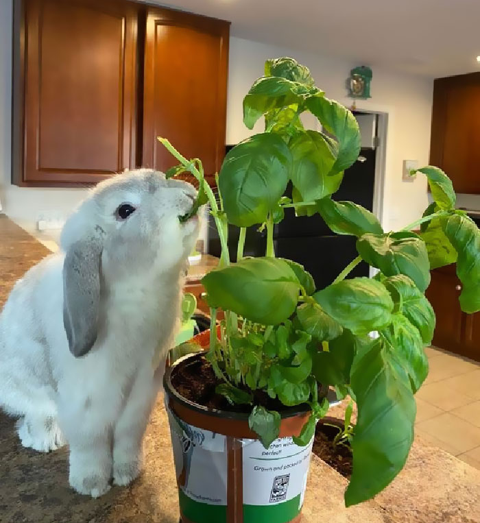 Just Got Basil To Plant Outside And Put It On The Highest Counter And My Arsehole Got To It