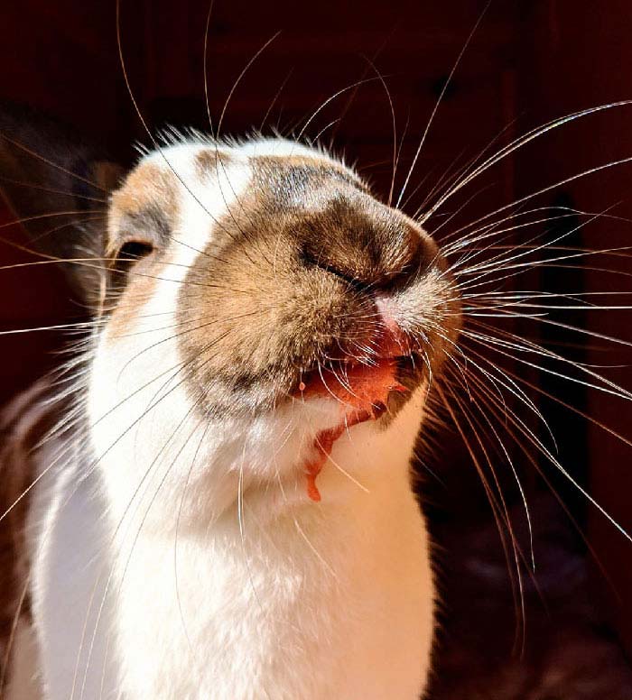 Hey Hooman... Just In Case Your Wondering... The Strawberries You Left Sitting Unattended When You Answered The Door Are Resting Peacefully In My Belly!!!