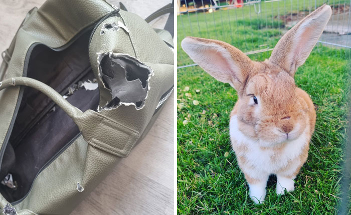 The Art And The Artist! Clearly Pumpkin Heard Me Say We Were Going Away For The Weekend And He Was Getting A Bunnysitter For A Few Days! Totally Destroyed My Fav Weekend Bag