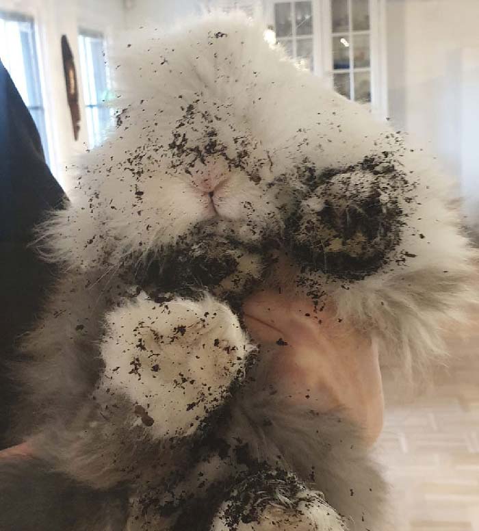 I Say No Dahlias Shall Grow In This House