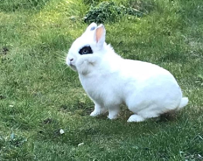 How Do I Apologise To My Neighbours For My Rabbit Roundhouse Kicking And Kangaroo Punching Their Cat This Morning 