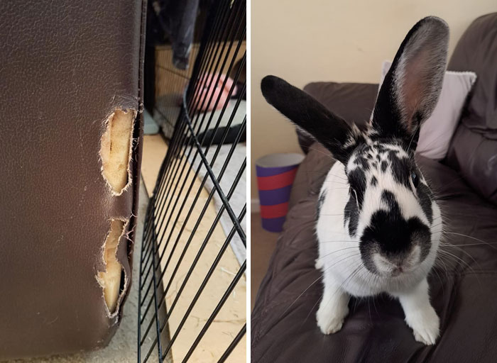 Adding A New Sofa To The List Of Things I Now Need After Owning A Rabbit