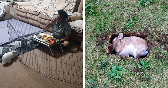 40 Divertidos conejos que no son tan dulces e inocentes como aparentan