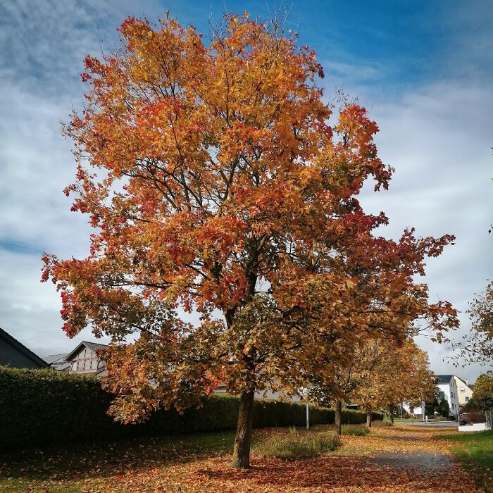 From Today's Autumn Walk