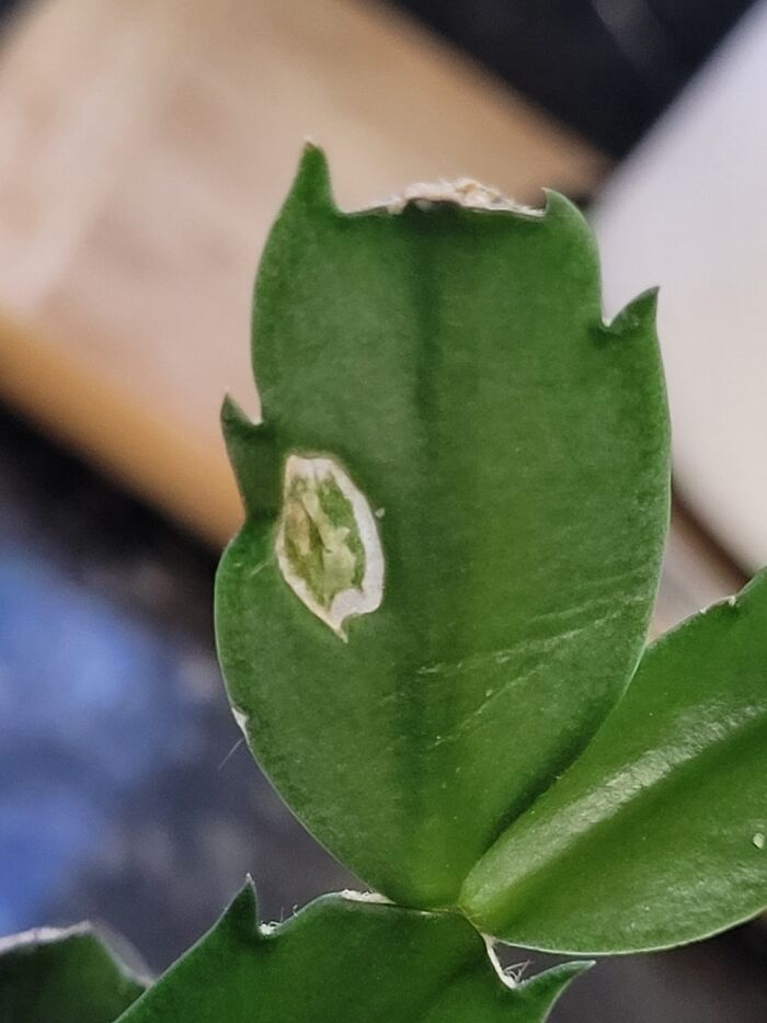Small Leaf Growing Inside Larger Leaf