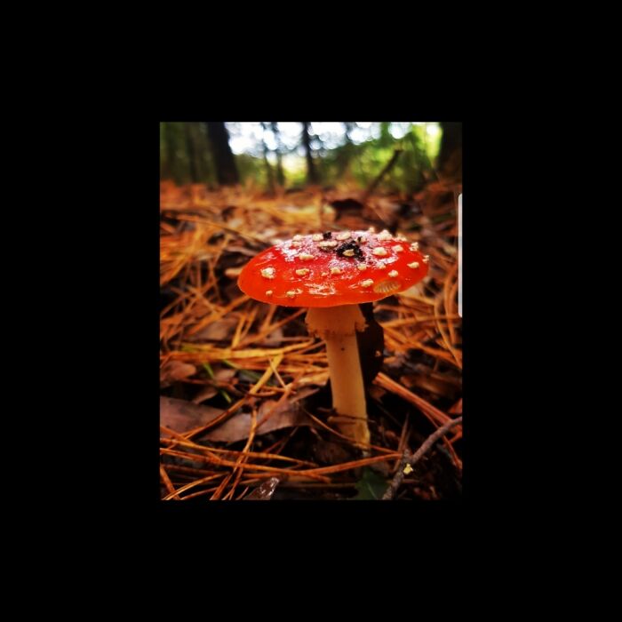 Taken In The Otways National Park, Australia