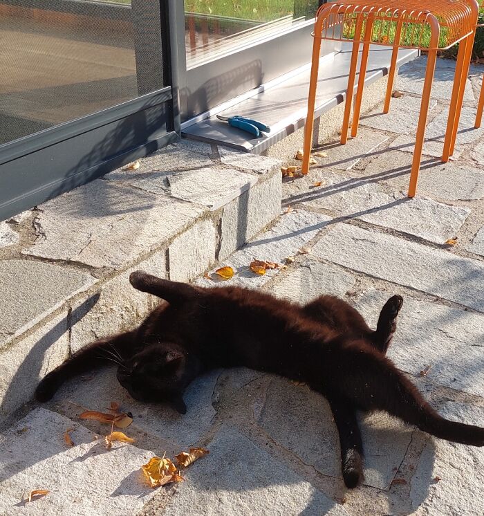 Little Contortionist Baking In The October Sun