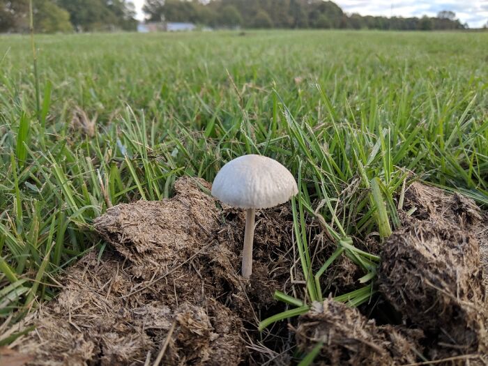 Mushroom Growing In Horse P**p