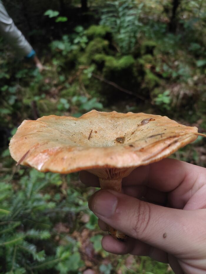 Lactarius Deterrimus. Not Quite As Good As L. Deliciosus, But Close