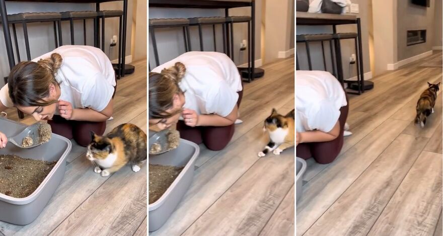 Owners Troll Their Cat And Video Goes Viral With Over 1.4 Million Views In Less Than 3 Hours Owners Troll Their Cat And Video Goes Viral With Over 1.4 Million Views In Less Than 3 Hours