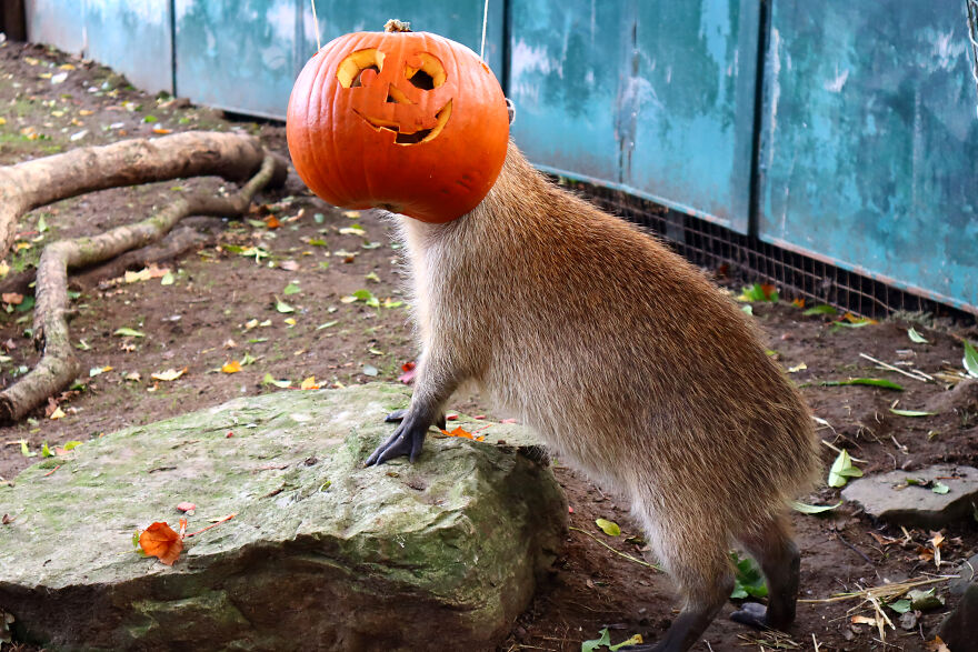 We Photographed Zoo Animals Wearing Pumpkins, And The Result Might Make You Smile