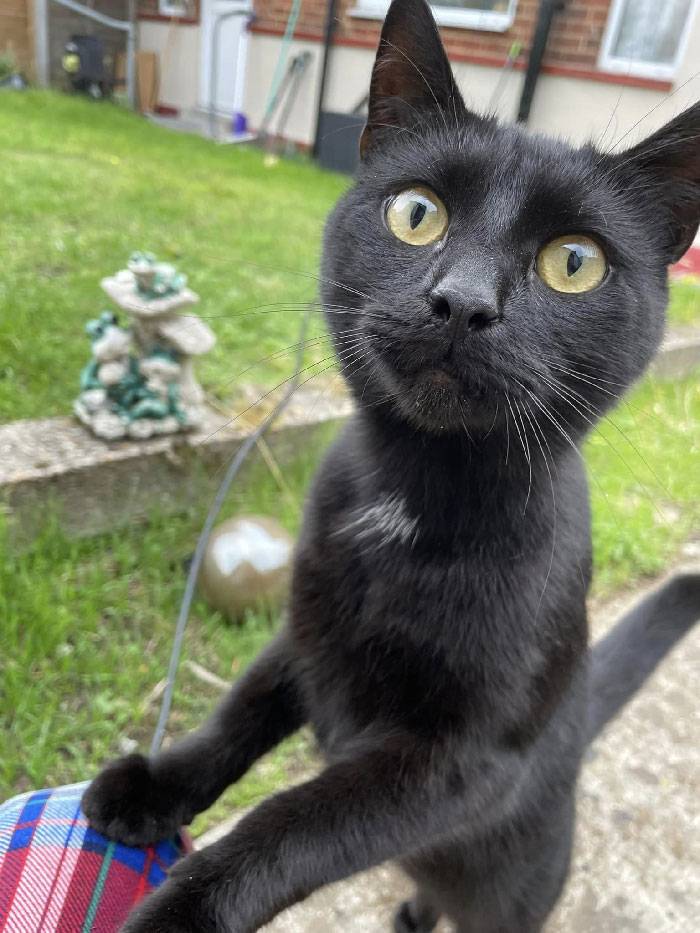 This Gorgeous Boy Keeps Visiting! Although He Knows Hes Not Allowed In The House He Does Try!!! Ive Named Him Mr Big Balls... I Think You Can Figure Out Why