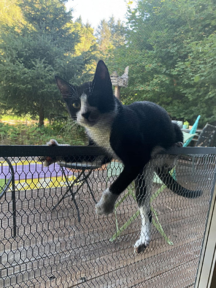 My Screen Door, Not My Cat. That’s Sylvester, From Next Door