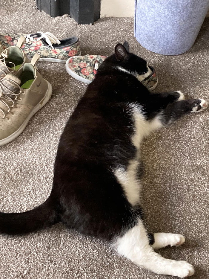 My House, My Shoes. Not My Cat Asleep With His Face In Them