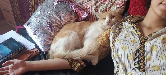 Meet Mikey, First Time He Came A Few Months Back, Now He Regularly Visits Me, Gets Cuddles, Eats, Sleeps Like There's No Tomorrow, He Seems Like He Was Someone's Pet But No Collar, No Chip. He's Adorable. He Owns The House As His Own I Love Him So Much And Get Sad When He Doesn't Come