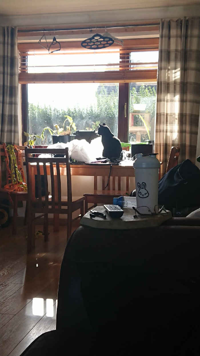 Was Putting Up Halloween Decorations. I Seem To Have Acquired This. Doing An Inspect. My House. Not My Cat