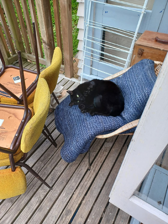 This Little Guy Has Won Me Over To My 2 Cats Utter Disgust!