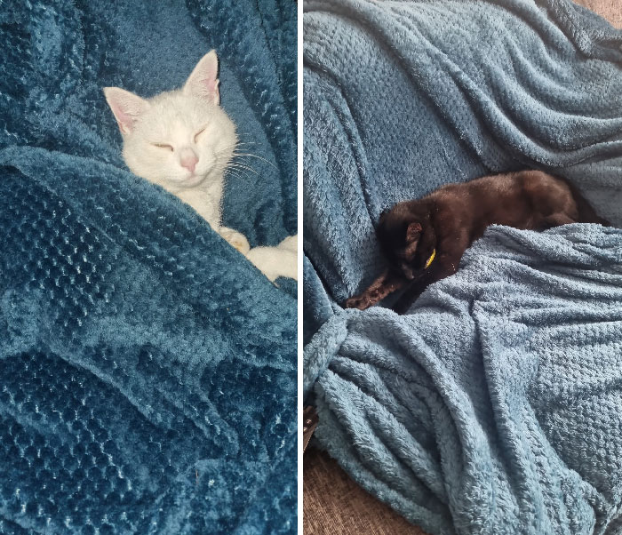 My House But Both Not My Cats. They Belong To My Neighbour