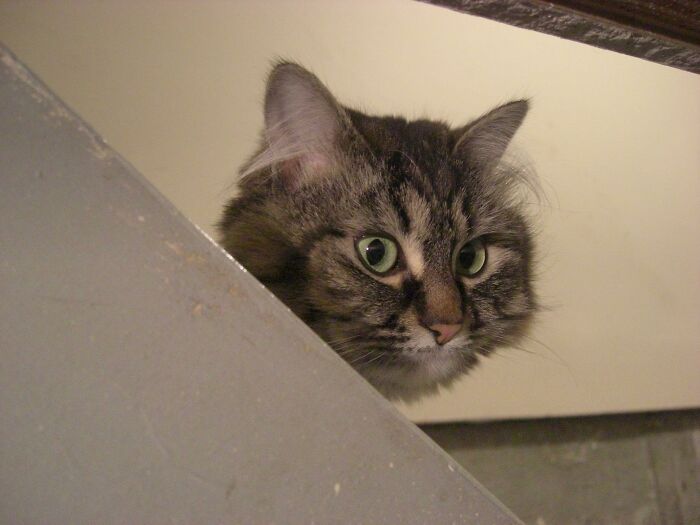 People Who Have To Enter Other People’s Houses As Part Of Their Job Share The Most Disturbing Things They’ve Seen (30 Answers)