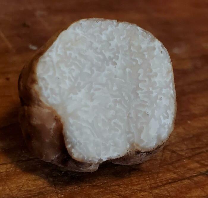 I Was Just Walking Down A Trail And Saw 2 Small White Truffles Poking Out Of The Ground