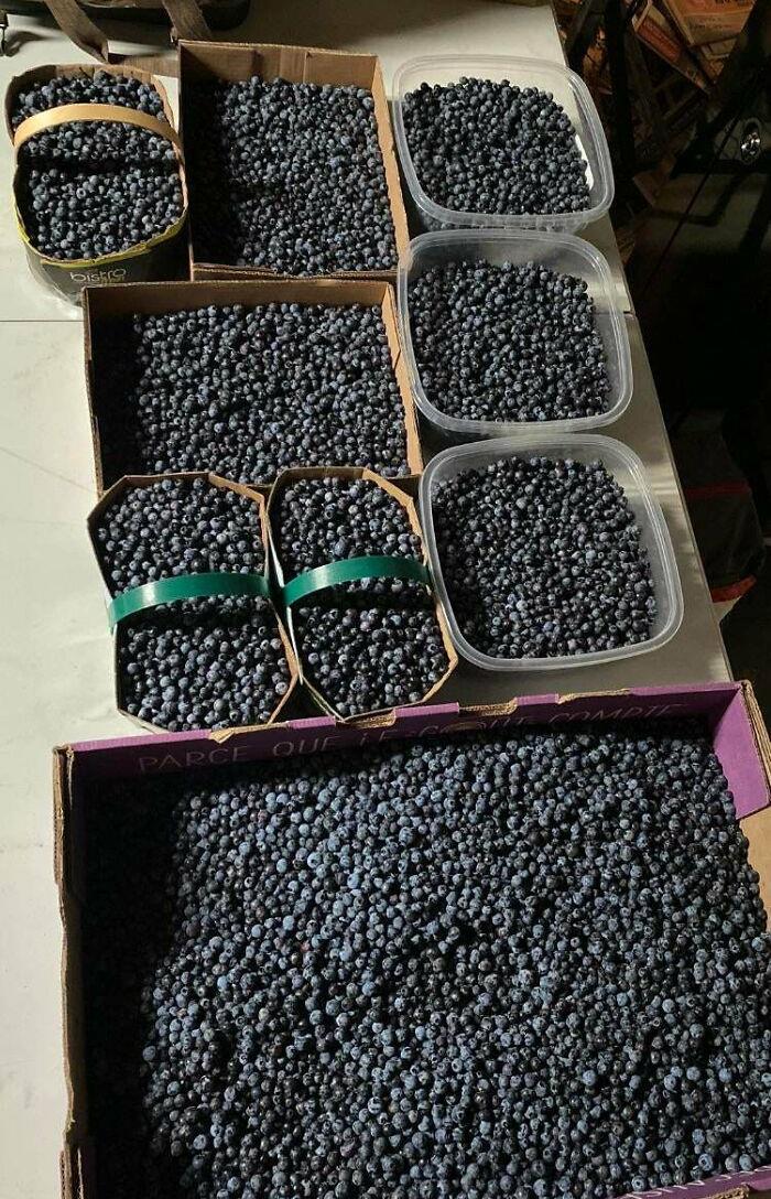 When You Know Where The Blueberries Are