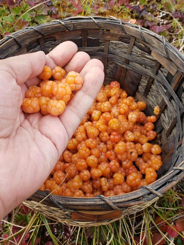 I Harvested Cloudberries In The Arctic Last Week!