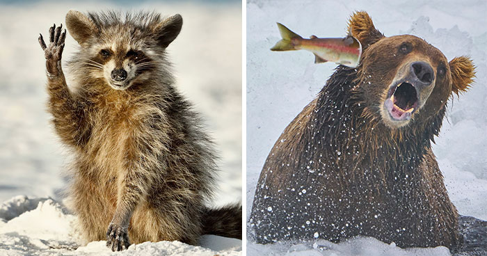 The Finalists Of The 2022 Comedy Wildlife Photography Awards Have Been Announced, And They Might Crack You Up