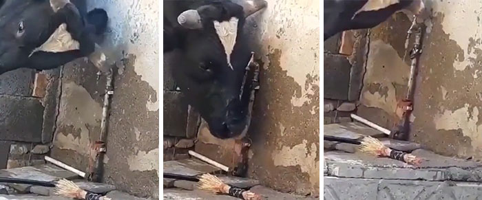 Cow Turns On The Water When They Are Thirsty Then Turns It Off When They Are Done