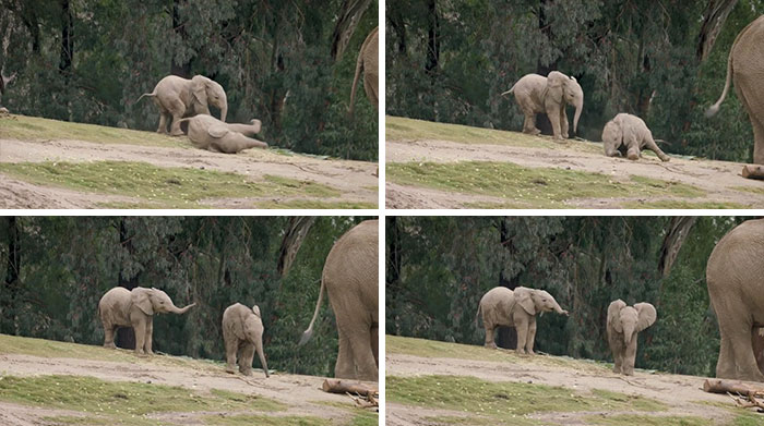 Elephant Points And Laughs