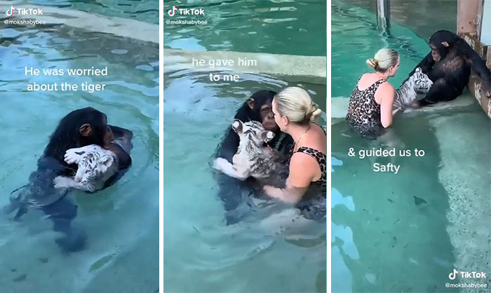 This Monkey Caring About The Tigers