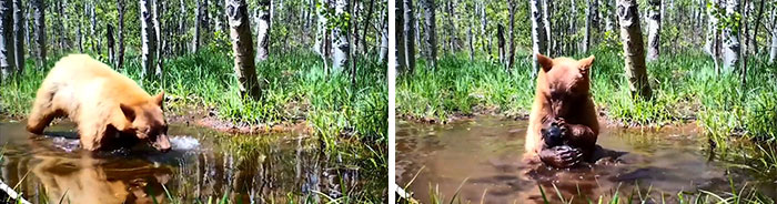 Wild Bear Has Toy Bear