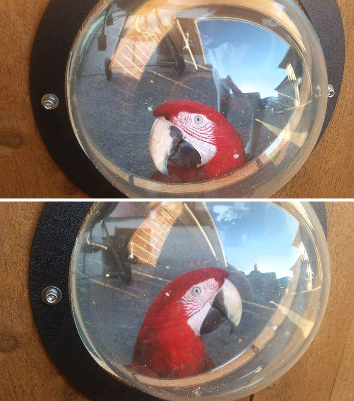 I Bought A Pet Window For The Fence, And Benny Approves