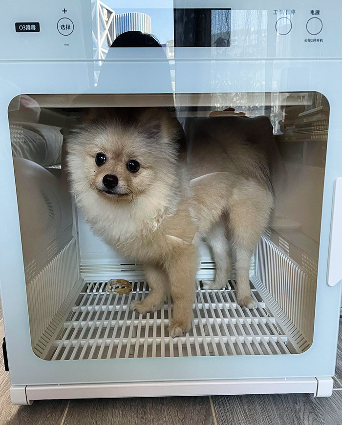 Chuchu Looks Cute And Stays Still In His New Hair Dryer Box