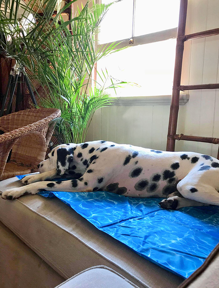 Kmart Is Selling These Cooling Mats For Pets For $20. I Highly Recommended Getting One