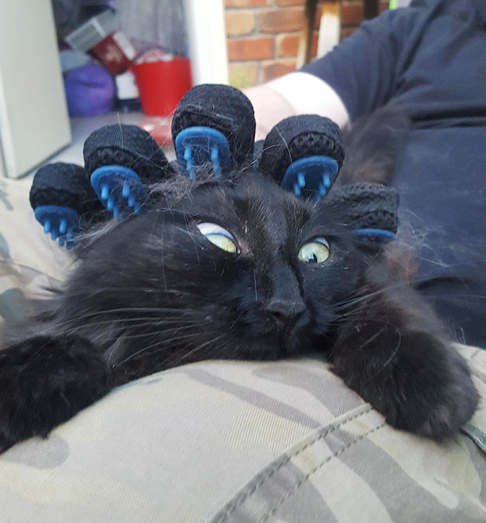 She Likes Being Petted Roughly With The Grooming Gloves