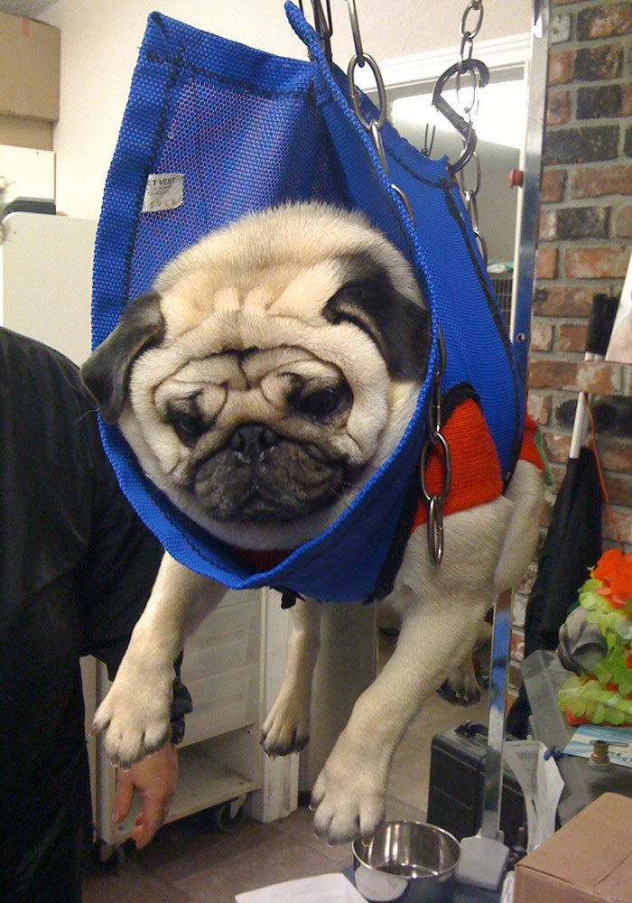 Hobbes Hates Getting His Nails Clipped, So They Have To Hang Him In This Sling