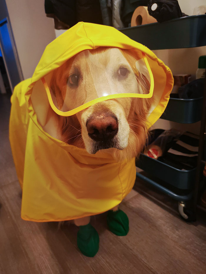 Would Absolutely Jump In The Water To Swim, But Refuses To Walk In The Rain Without A Coat