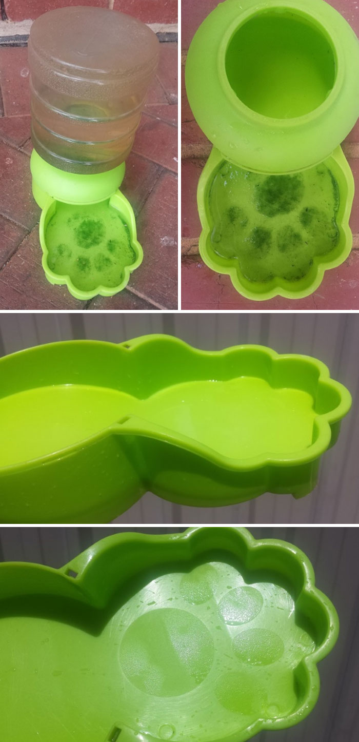 In This Pet's Water Bowl, A Paw Print Will Appear In It If The Water Has Been Sitting Around For Way Too Long