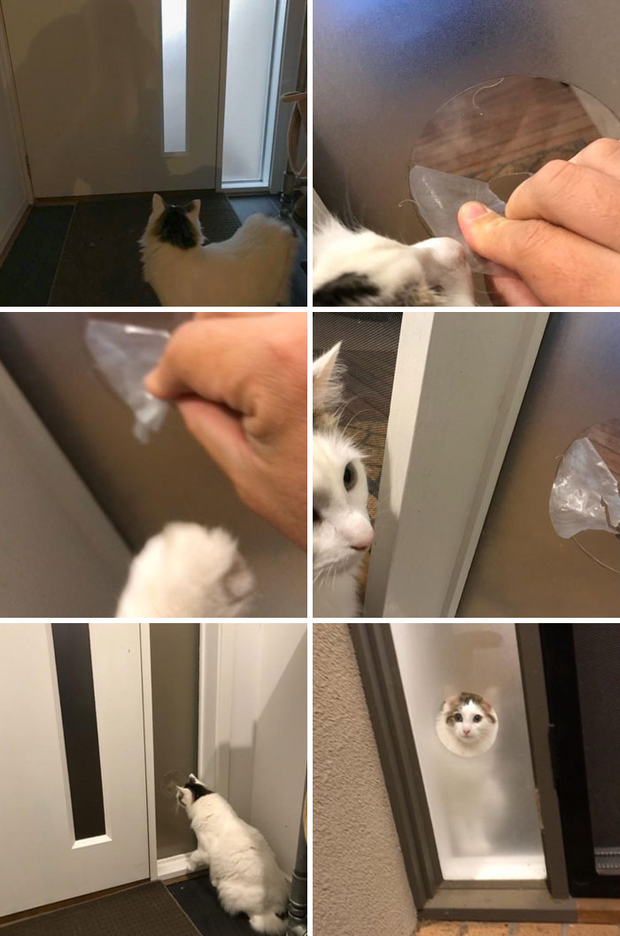 I Felt Bad For My Cat Not Being Able To See Out To Our Front Yard, So Together We Cut Him A Peephole In The Frosting