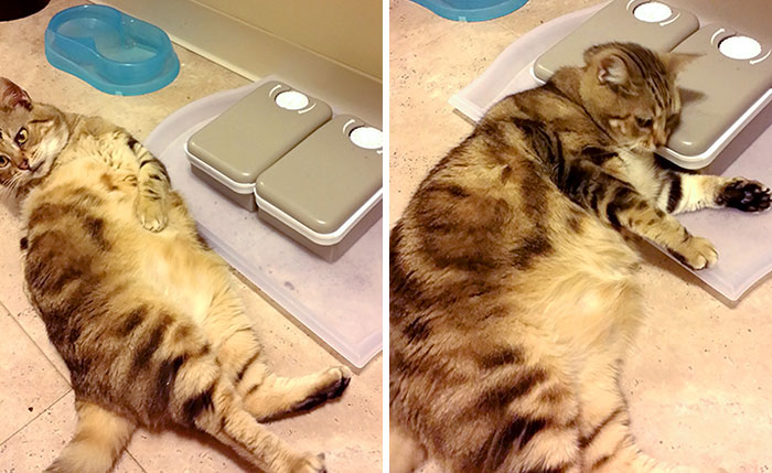 Put My Fat Cat On A Diet And Bought A Feeder With A Timer. Now This Is How He Waits Patiently For Dinner