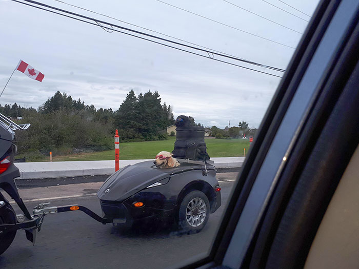 Two Dogs Out For A Ride. Made Me Smile Ear To Ear For Days