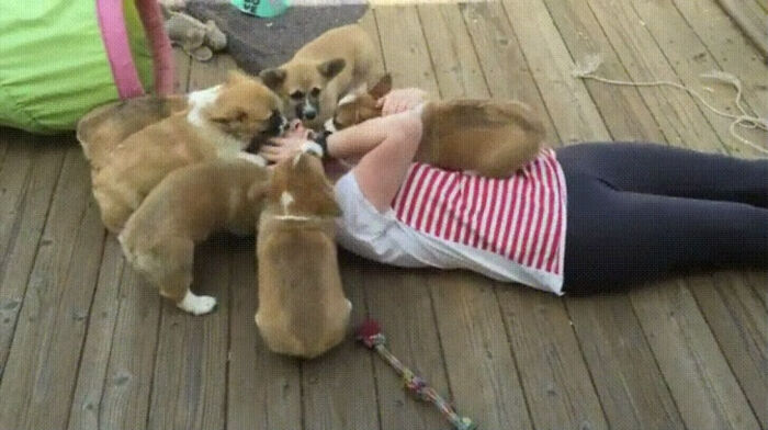 Covered In Corgi Puppies!