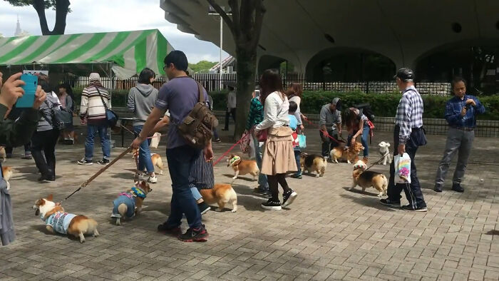 A Corgi Parade In Tokyo!