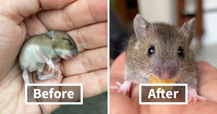 “The Universe Certainly Has A Great Sense Of Humor”: A Twitter User Shared Her Story Of Adopting And Taking Care Of An Abandoned Newborn Mouse