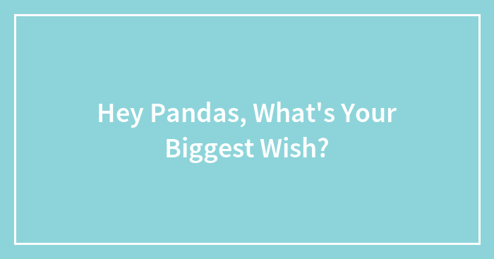 Hey Pandas, What’s Your Biggest Wish? (Closed)