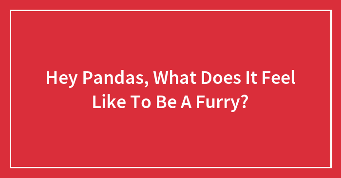 Hey Pandas, What Does It Feel Like To Be A Furry?
