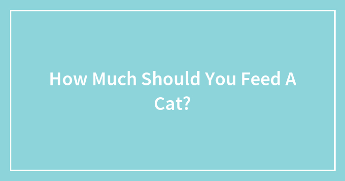 How Much Should You Feed A Cat?