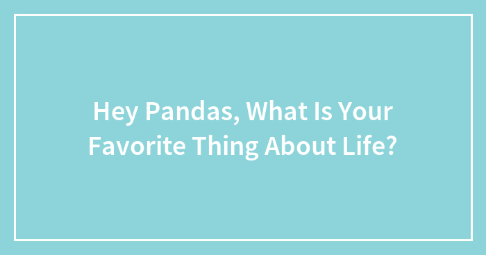 Hey Pandas, What Is Your Favorite Thing About Life?